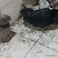 مرغ و خروس