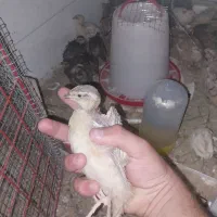 بلدرچین بالغ
