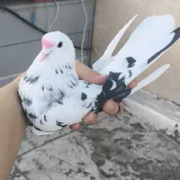 7 کفتر اصیل