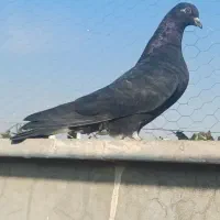 کبوتر|پرنده|قم, پردیسان|دیوار