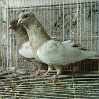 کبوتر جفتگاه رنگه مقبول