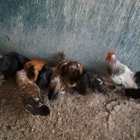 فروش مرغ تخمگذار