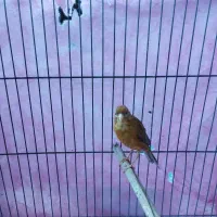 قناری|پرنده|کرمان, |دیوار