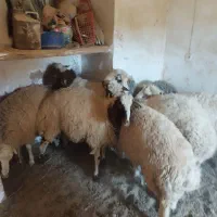 بره قوچی