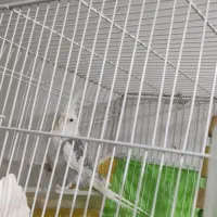 عروس هلندی نر