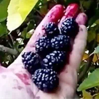 شاه توت