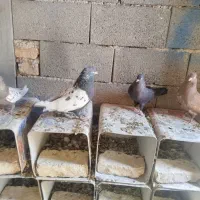 کبوتر زاغ و سینه ای