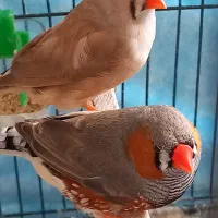 فنچ گینگ|پرنده|اسلام‌شهر, شهرک توحید|دیوار