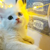 بچه گربه پرشین اسکاتیش