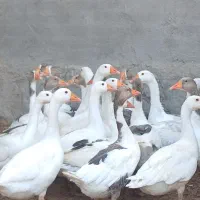 غاز محلی