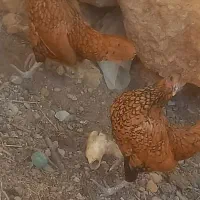 مرغ سیبرایت(مینیاتوری)