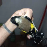 سهره نر گردن کلفت و نشون دار ۴گل