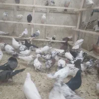 کبوترپرشی