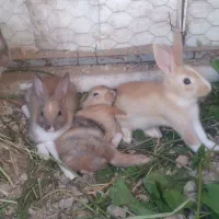 خرگوش بازیگوش