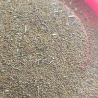 تخم یونجه همدان