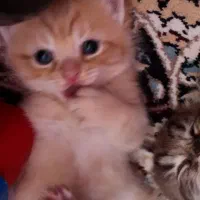 بچه گربه های همیالین اسکاتیش اصیل