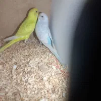 سلام