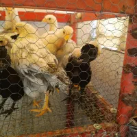 برهما نوچه ۵ ماهه و۴ ماهه ومرغ کوشین