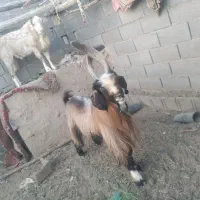 فروش بز و دوبور چاق