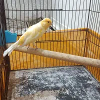 قناری نر طلایی معاوضه با عروس هلندی