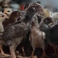 جوجه های مرغ یکماهه