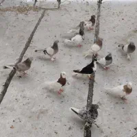 کبوتر بهبهونی رنگی