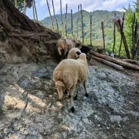 ۳عدد بره نر