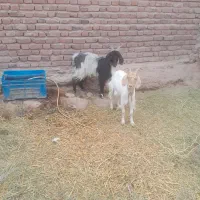 تعدادی بز به فروش میرسد