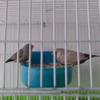 فنچ شارکول جوجه فنچ  قناری  سهره  قناری دستی