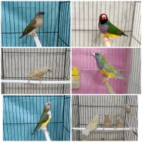 فنچ گلدین
