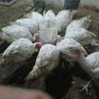 بز و بزغاله وخوراک