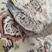 یک عدد عروس هلندی نیمه دستی نرمخور