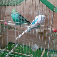 مرغ عشثق هروماده