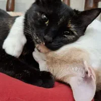 گربه DSH مهربون و بازیگوش