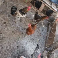 فروش 3 عدد مرغ با یک خروس