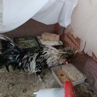 خروس لهستانی فروش یامعاوضه بادومرغ