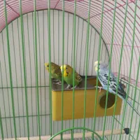مرغ عشق