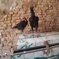 مرغ لاری
