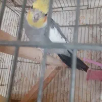 عروس هلندی نر