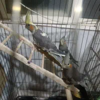 عروس هلندی