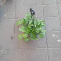 گل آپارتمانی