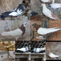 کبوتر دم زرد سینه طوقی شهری سبز