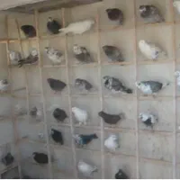 کبوتر همه ذات قدیم