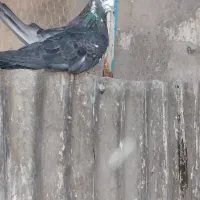 کبوتر پرشی