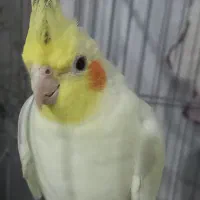عروس هلندی ماده