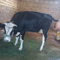 گاو و گوساله