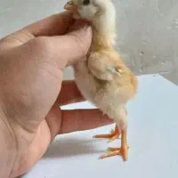 جوجه لاری افغان