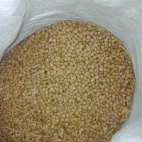 نخود تازه چیده شدع