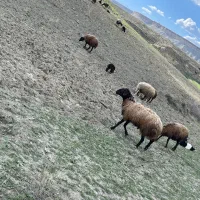 گوسفند پیر
