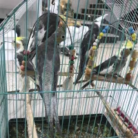 طوطی خوشگل عروس
